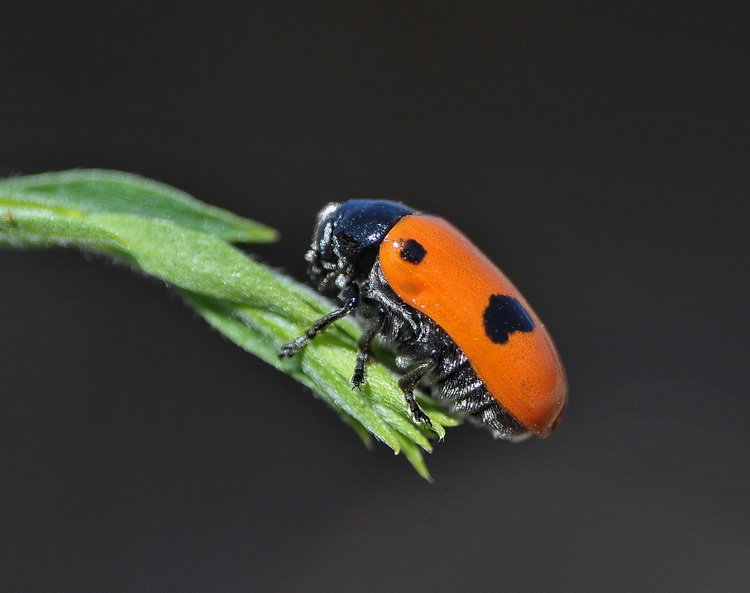 Coleottero casentinese: Clytra laeviuscula